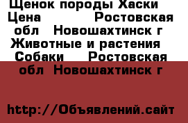 Щенок породы Хаски. › Цена ­ 5 000 - Ростовская обл., Новошахтинск г. Животные и растения » Собаки   . Ростовская обл.,Новошахтинск г.